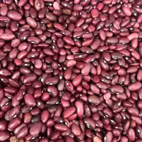 لوبیا قرمز واکسی بوجاری شده درجه 1