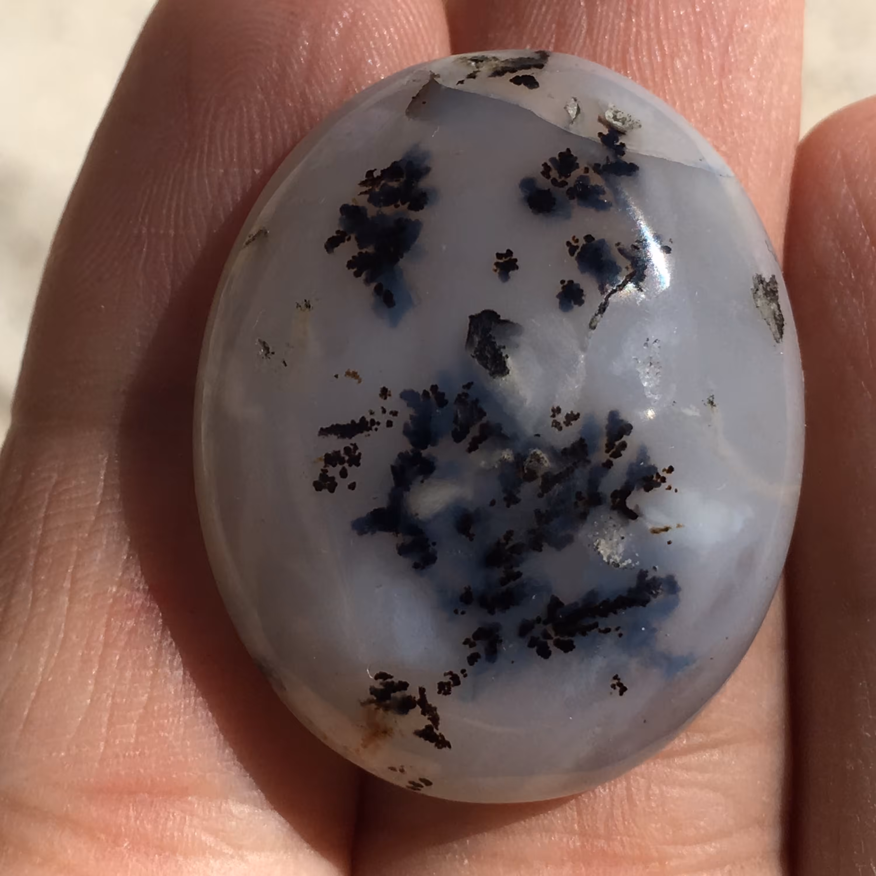 نگین شجر درشت و زیبای اندونزی