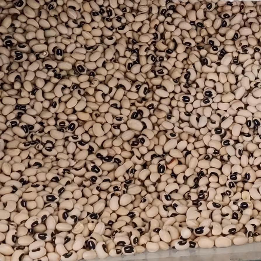 لوبیا چشم بلبلی (دو کیلو)