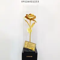 گل رز طلایی پایه مشکی،زمان 
