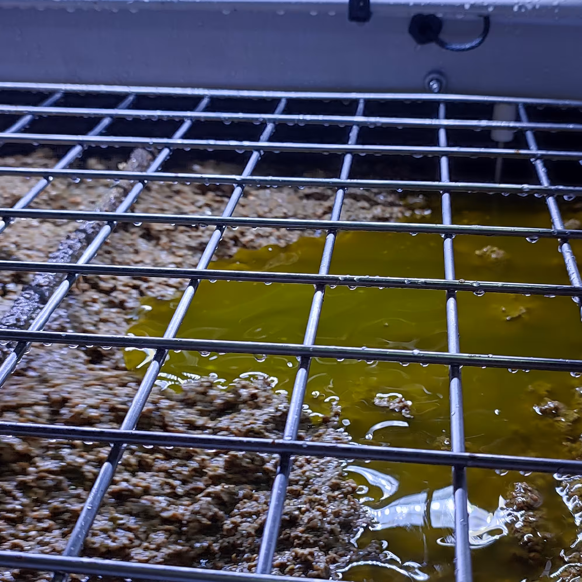 روغن زیتون تازه و خوشمزه.مناسب سفره شما هموطنان گرامی