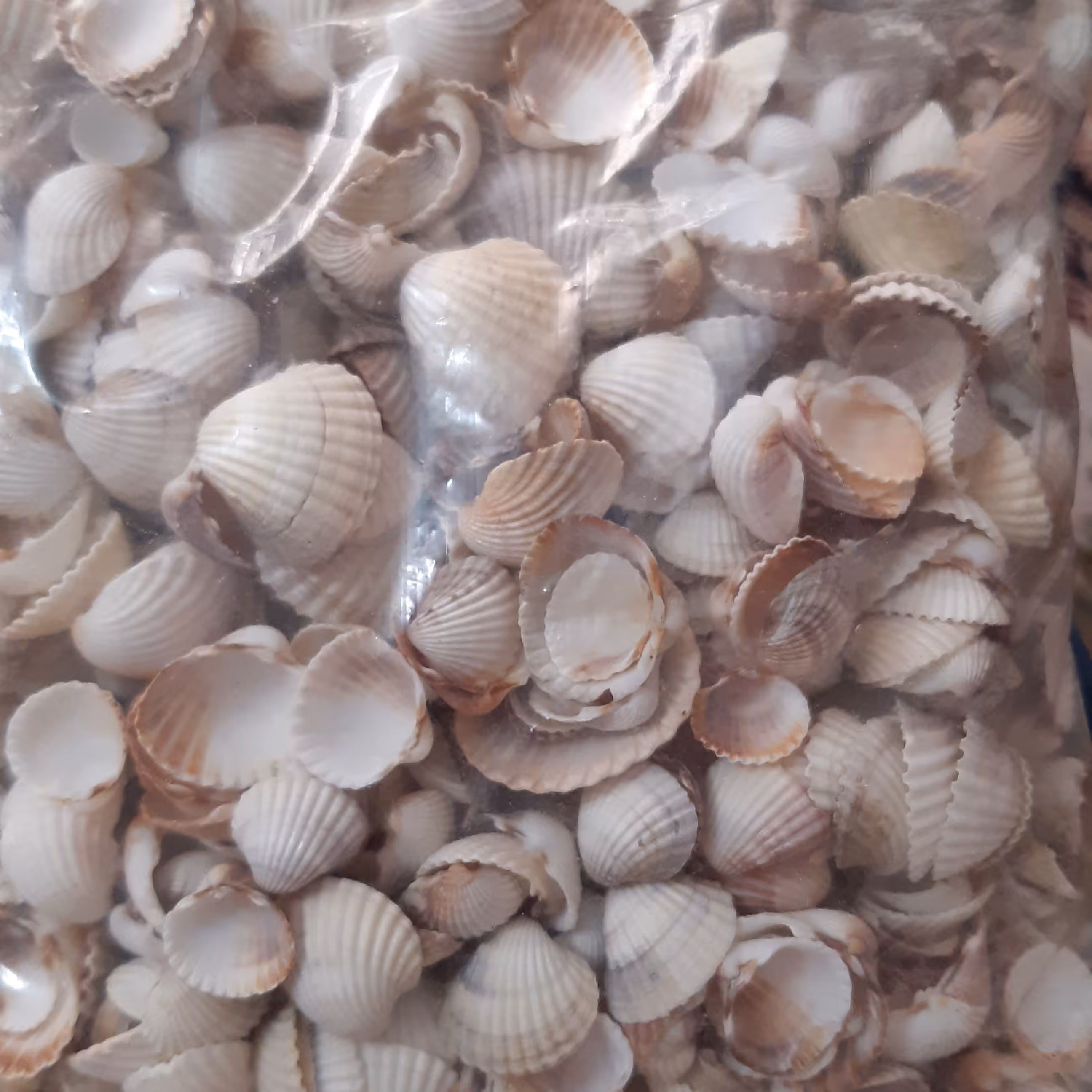 صدف سفید شمال