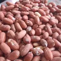 بادام زمینی ترد و تازه آستانه اشرفیه 250گرمی فروشگاه گیتی 