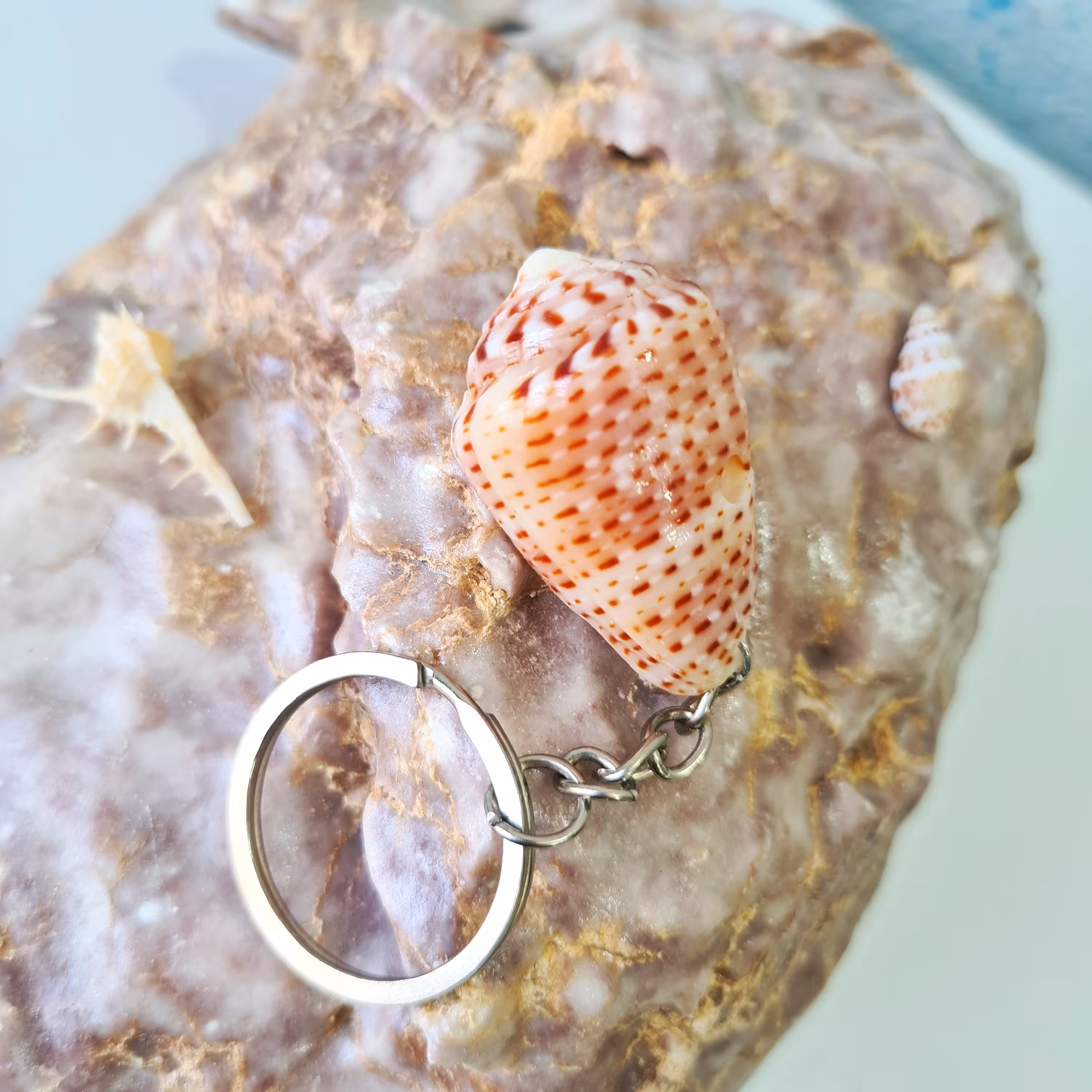 جاسوییچی صدفی(2)