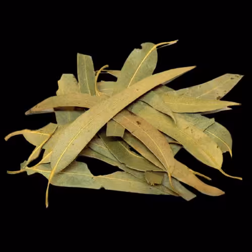 برگ اکالیپتوس اعلاء یک کیلویی