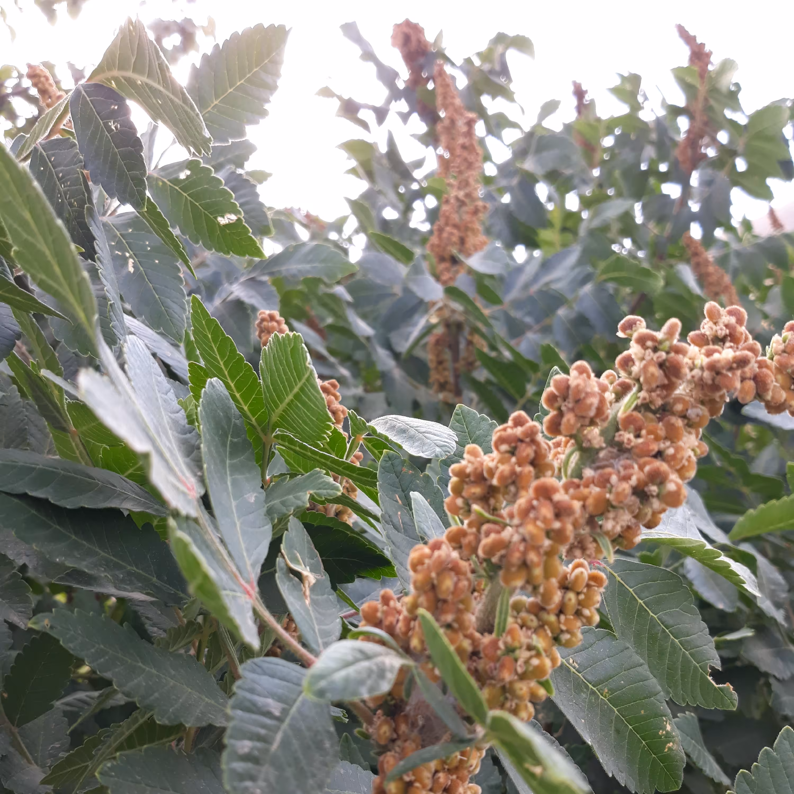 سماق قهوای خوشه ای چهار کیلویی