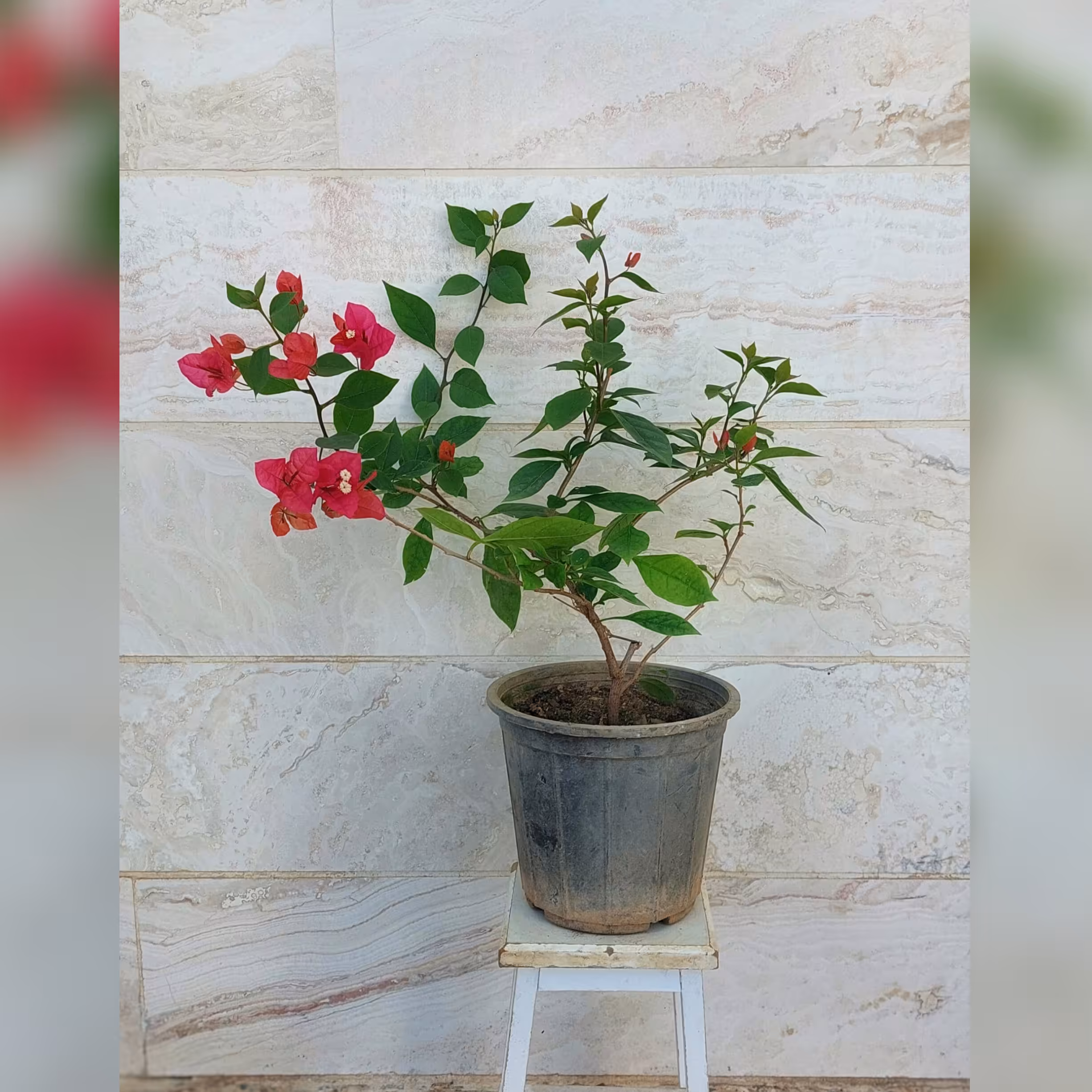 گل کاغذی مناسب برای تراس و باغچه