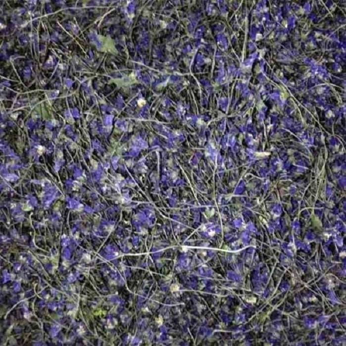 دمنوش بنفشه خشک 500گرم