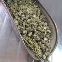 خارخاسک اعلاء(65گرمی) طهورا (دفع سنگ کلیه و..)