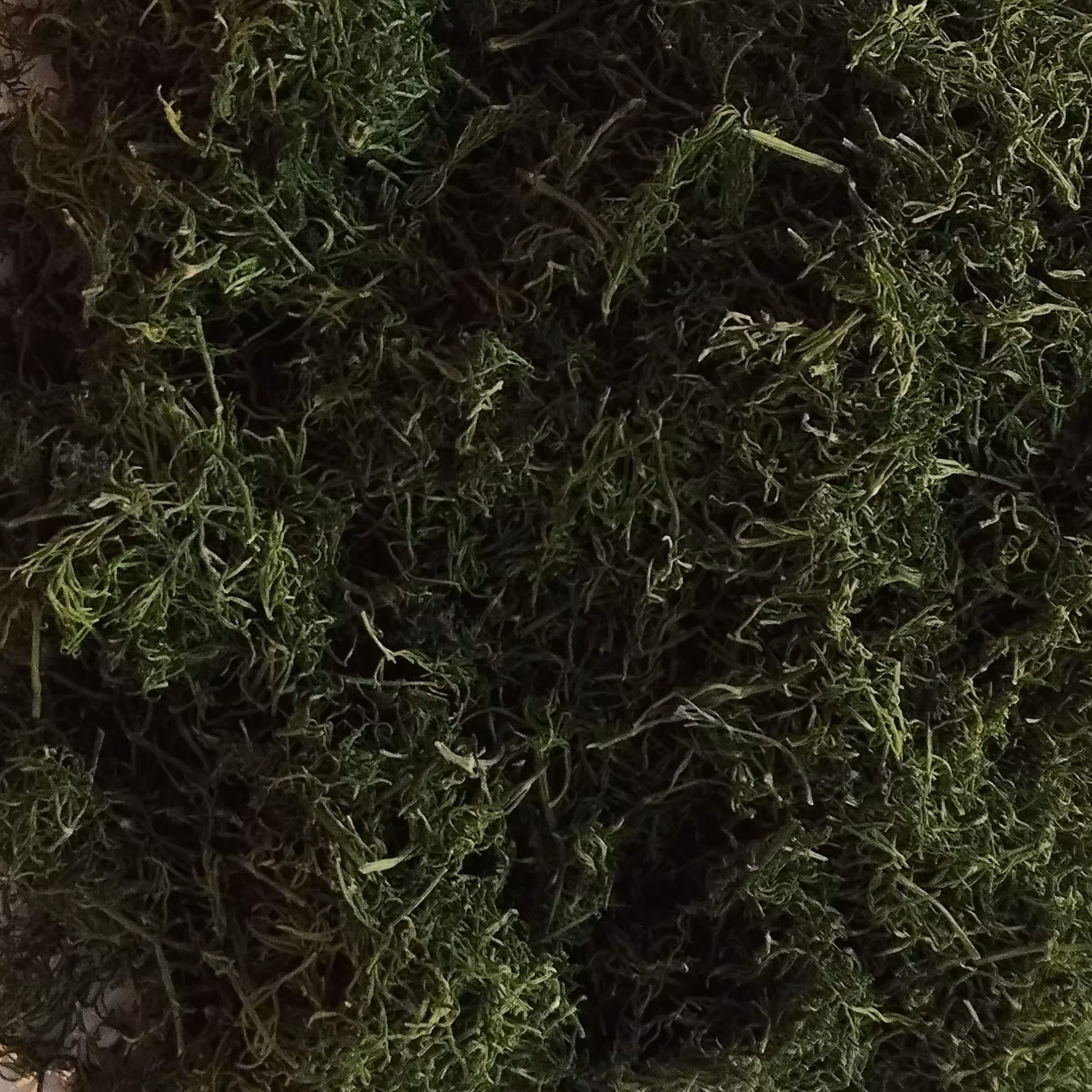 شوید خشک خانگی