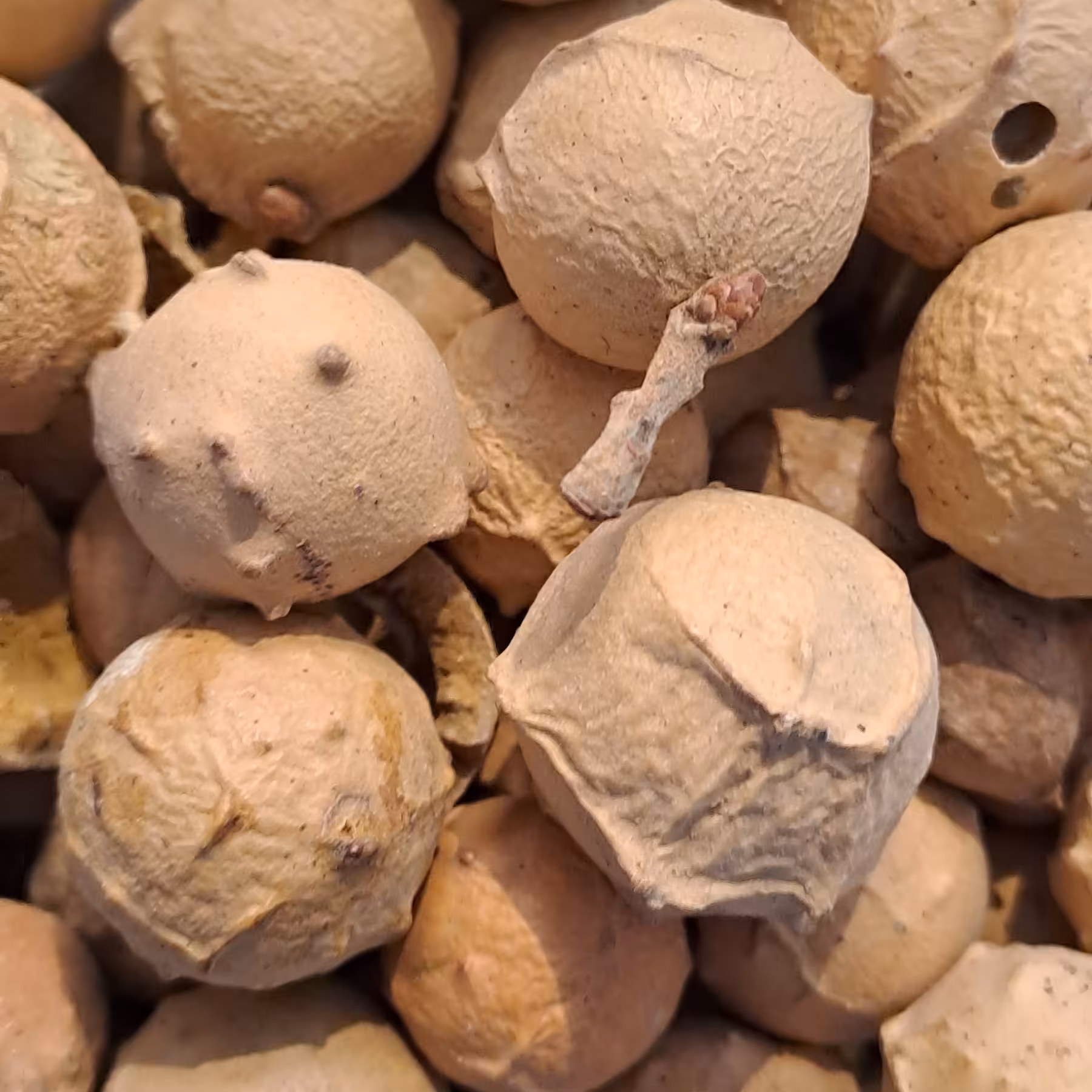 دانه مازو