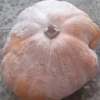 کدو شیرین (8کیلویی)