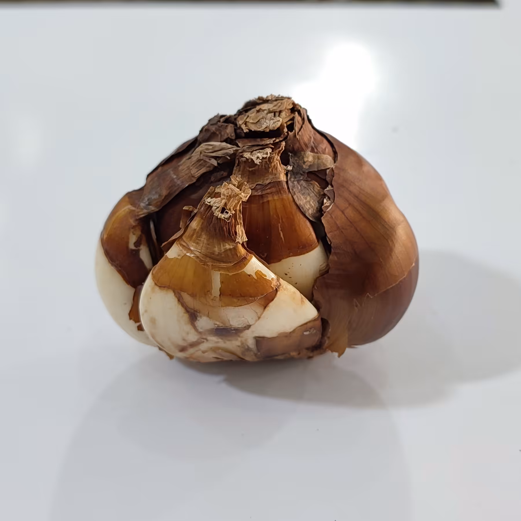پیاز گل نرگس شیراز سایز  ویژه کیفیت عالی فروش به صورت(یک عددی)