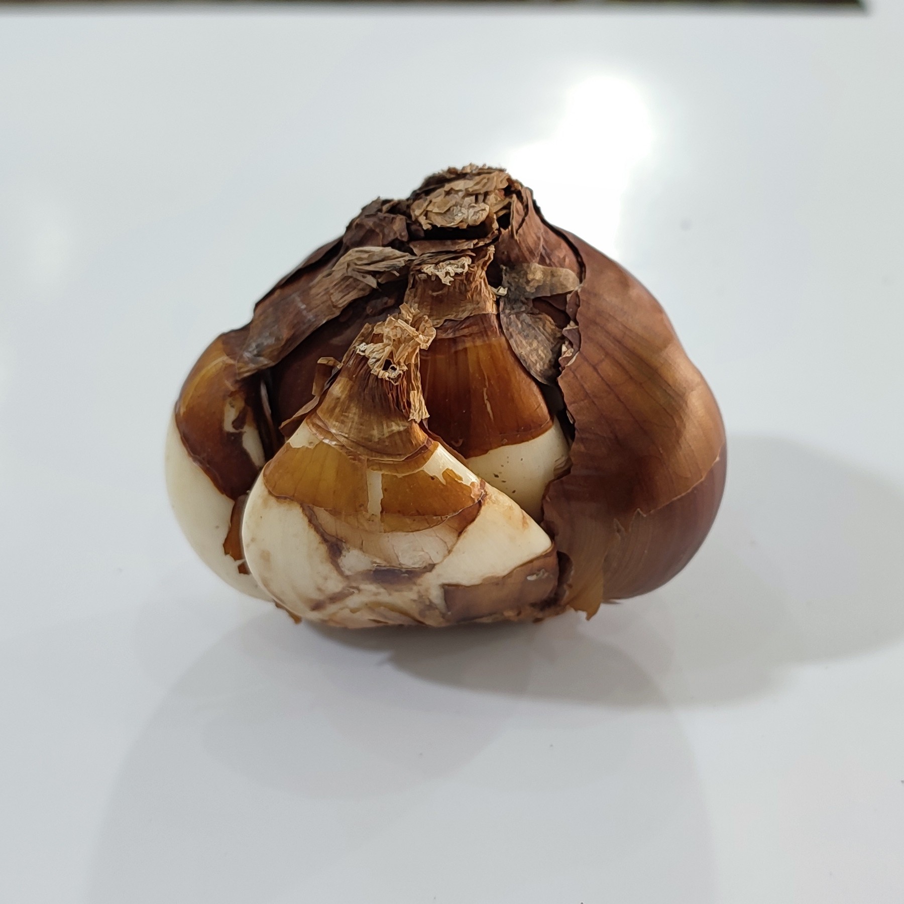 پیاز گل نرگس شیراز سایز ویژه کیفیت عالی فروش به صورت(یک عددی)
