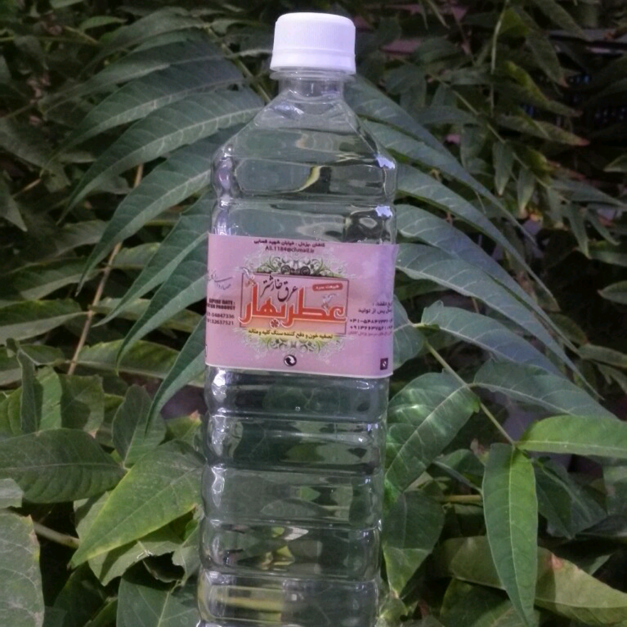 عرق خارشتر