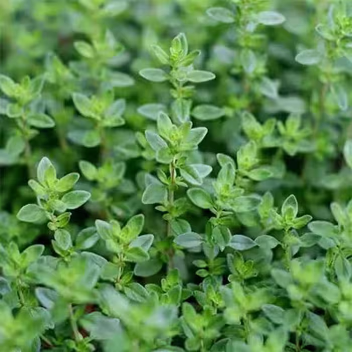 بذر آویشن باغی