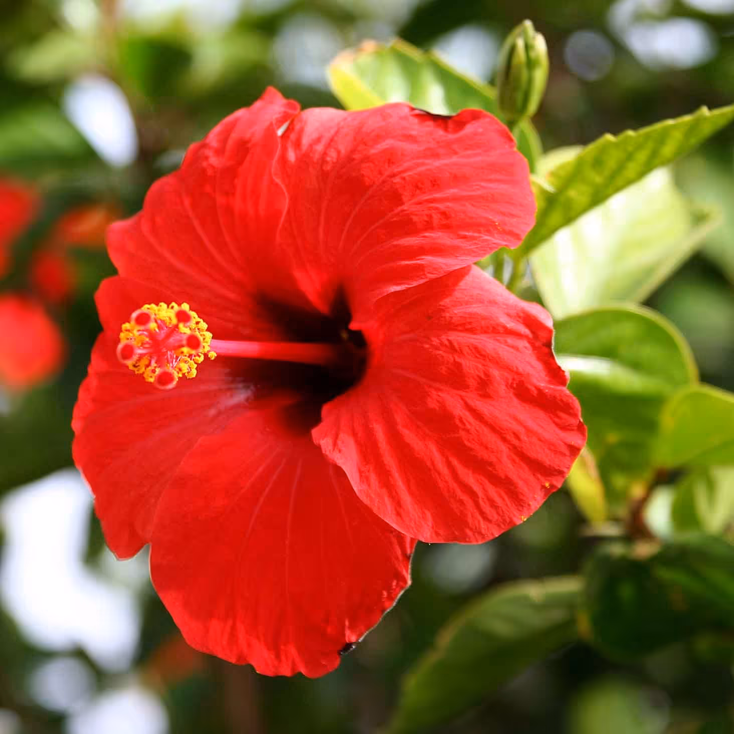 بذر  گل ختمی