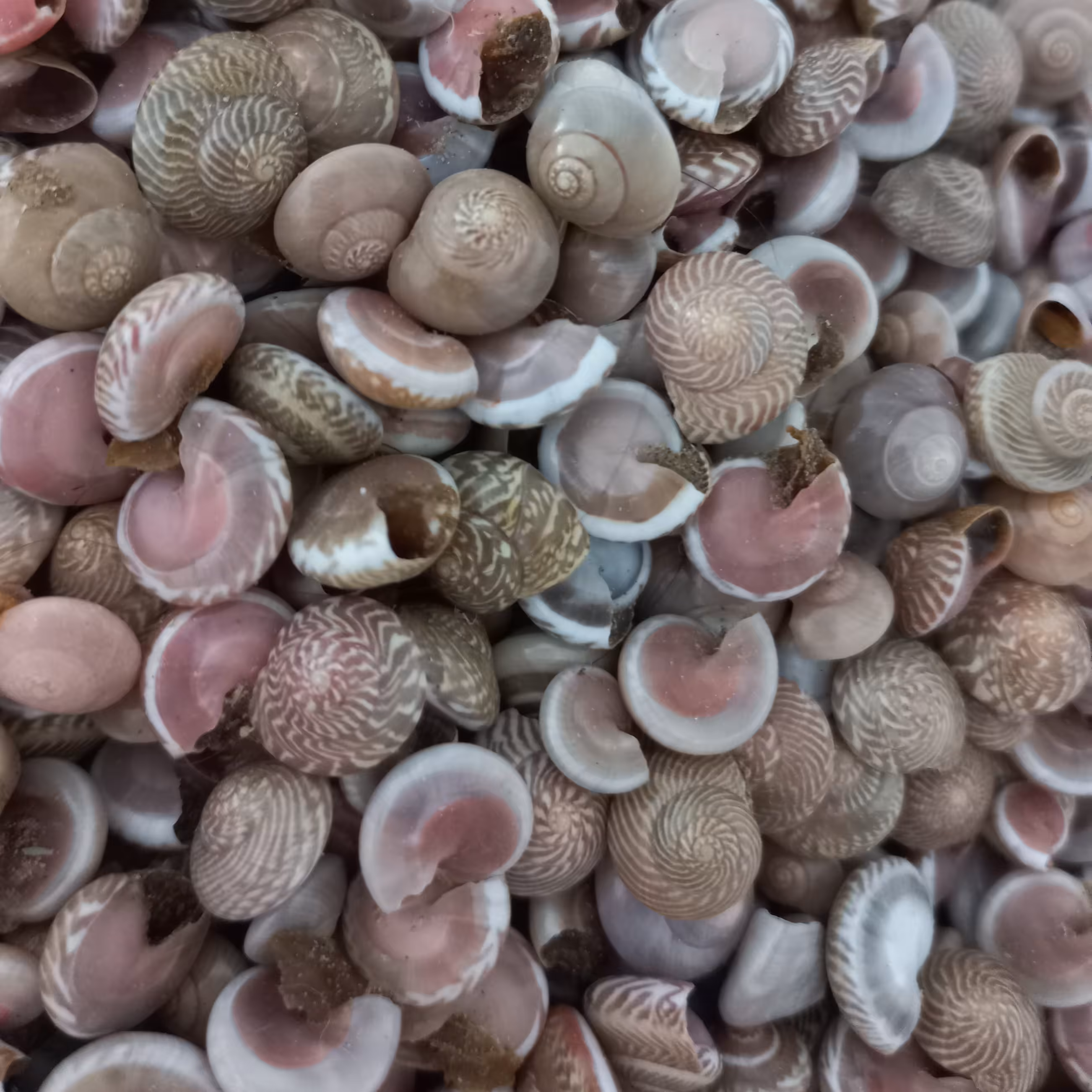 صدف چشمی ایرانی (پک 100 گرمی)