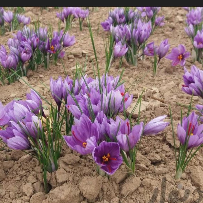 زعفران صادراتی یک