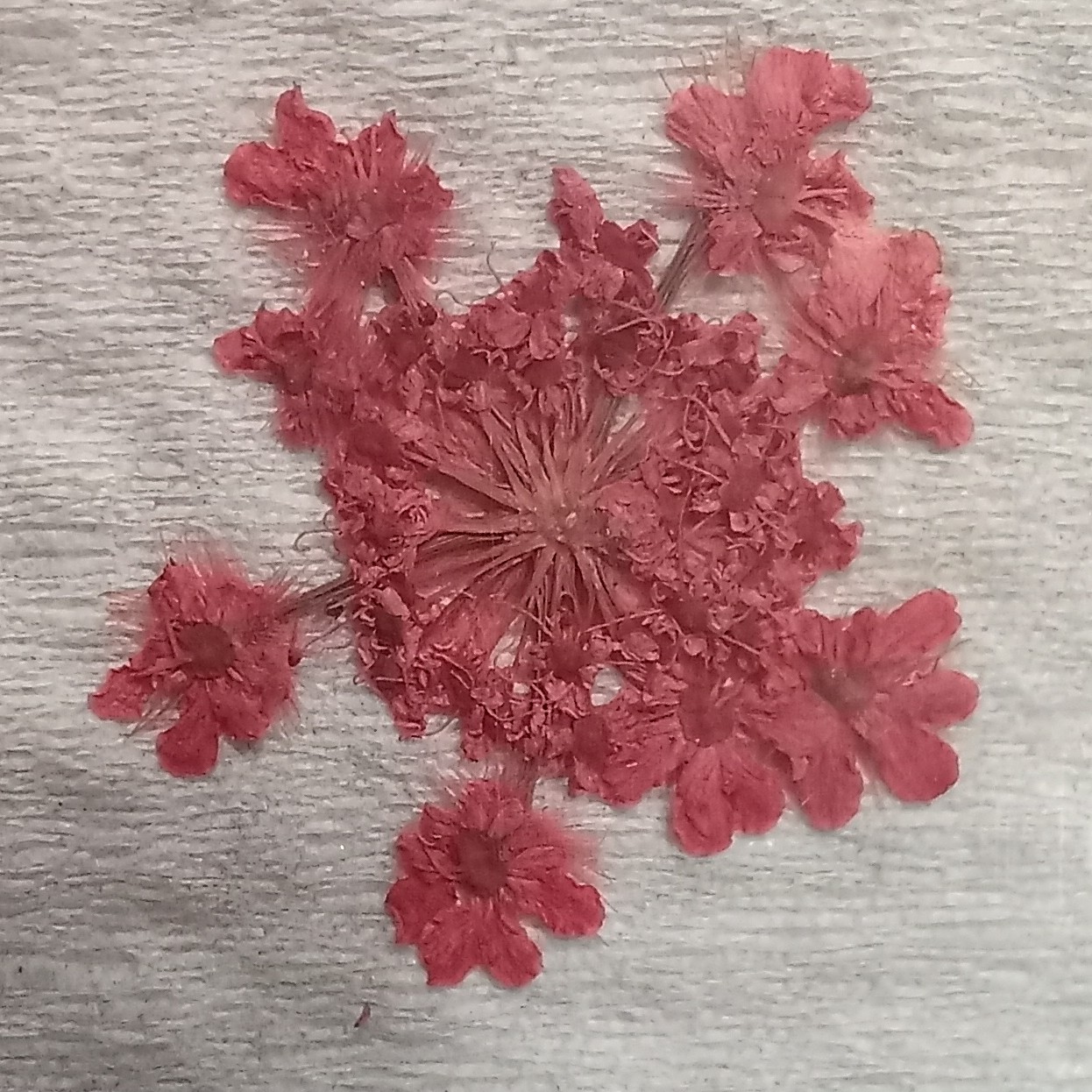 پک 10 عددی شوکران قرمز