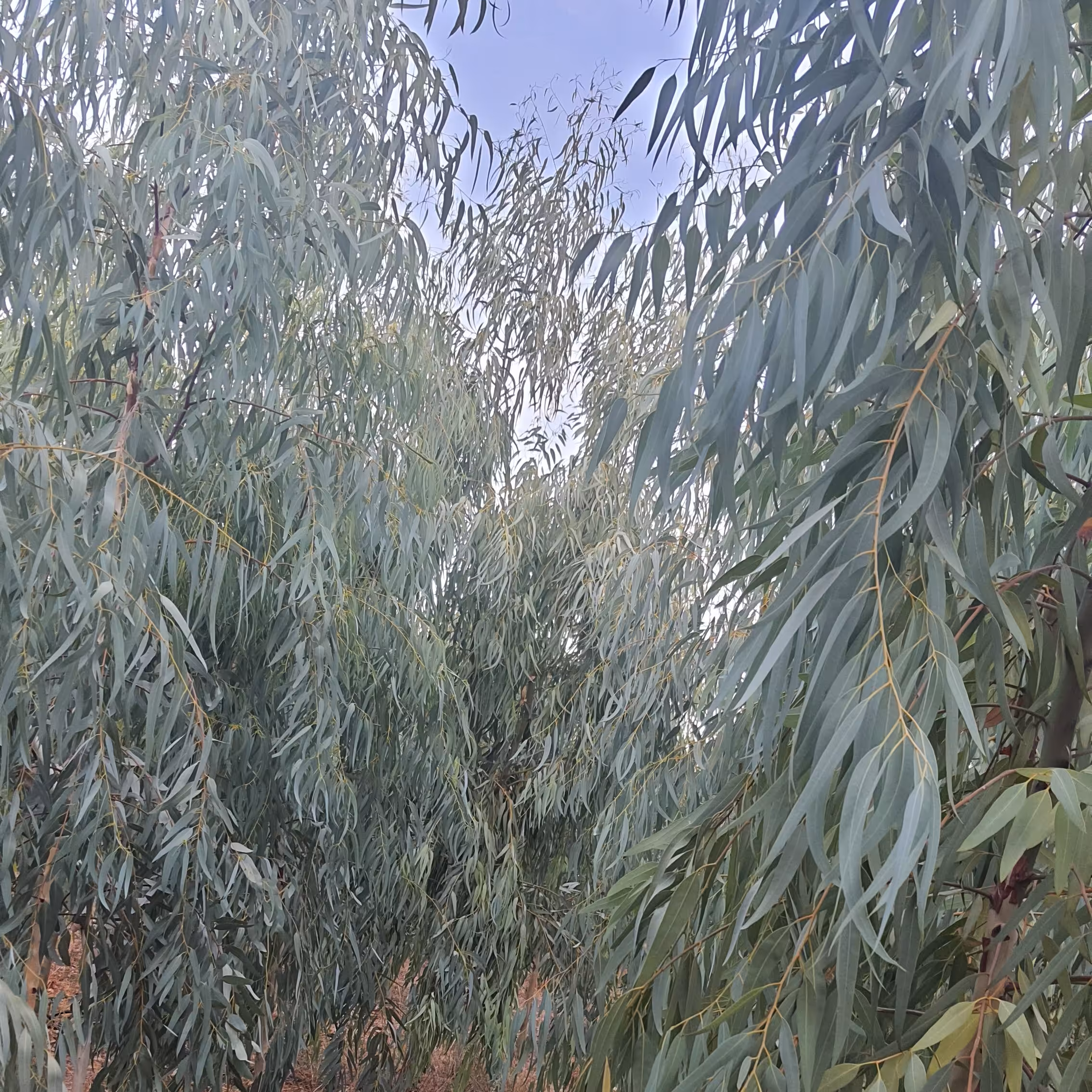 برگ اوکالیپتوس تر . وزن های مختلف بسیار معطر و با درصد اسانس بالا