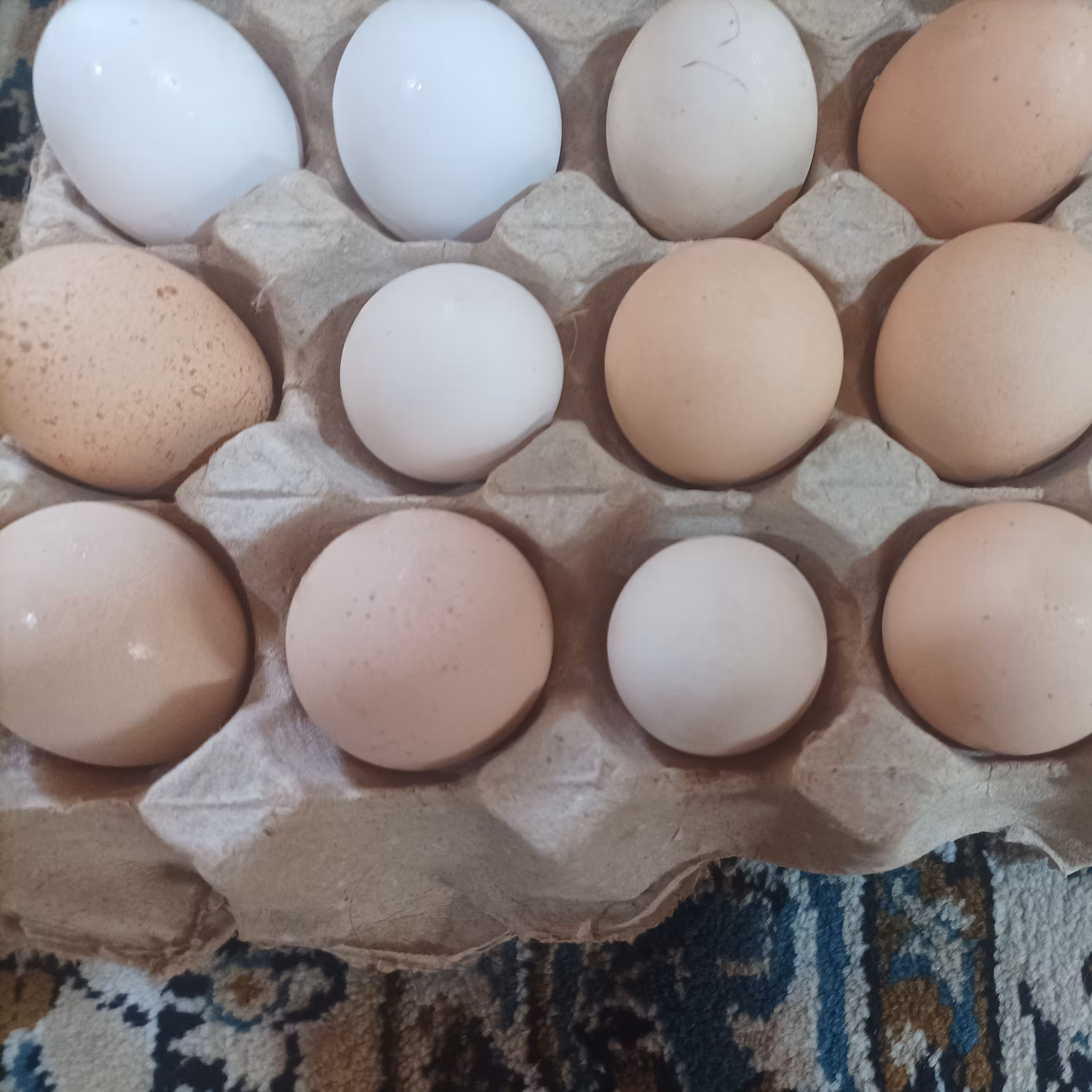 تخم مرغ (پس کرایه) 