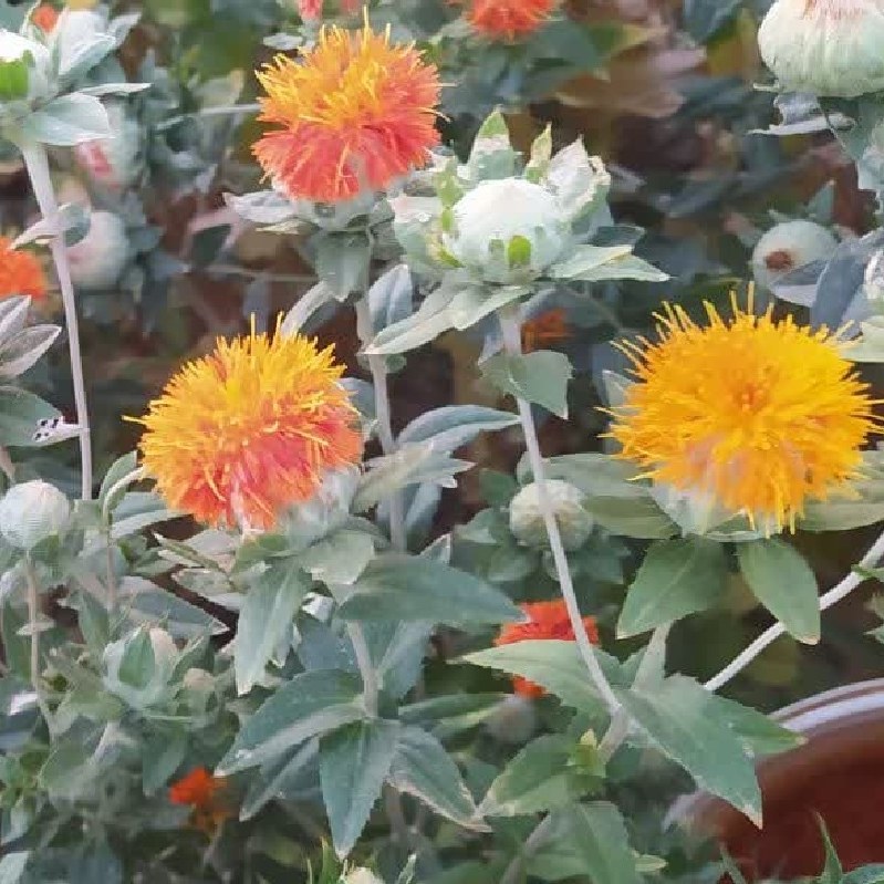 گل رنگ یا زعفران تقلبی جایگزین زعفران گران قیمت با خواص دارویی بسیار