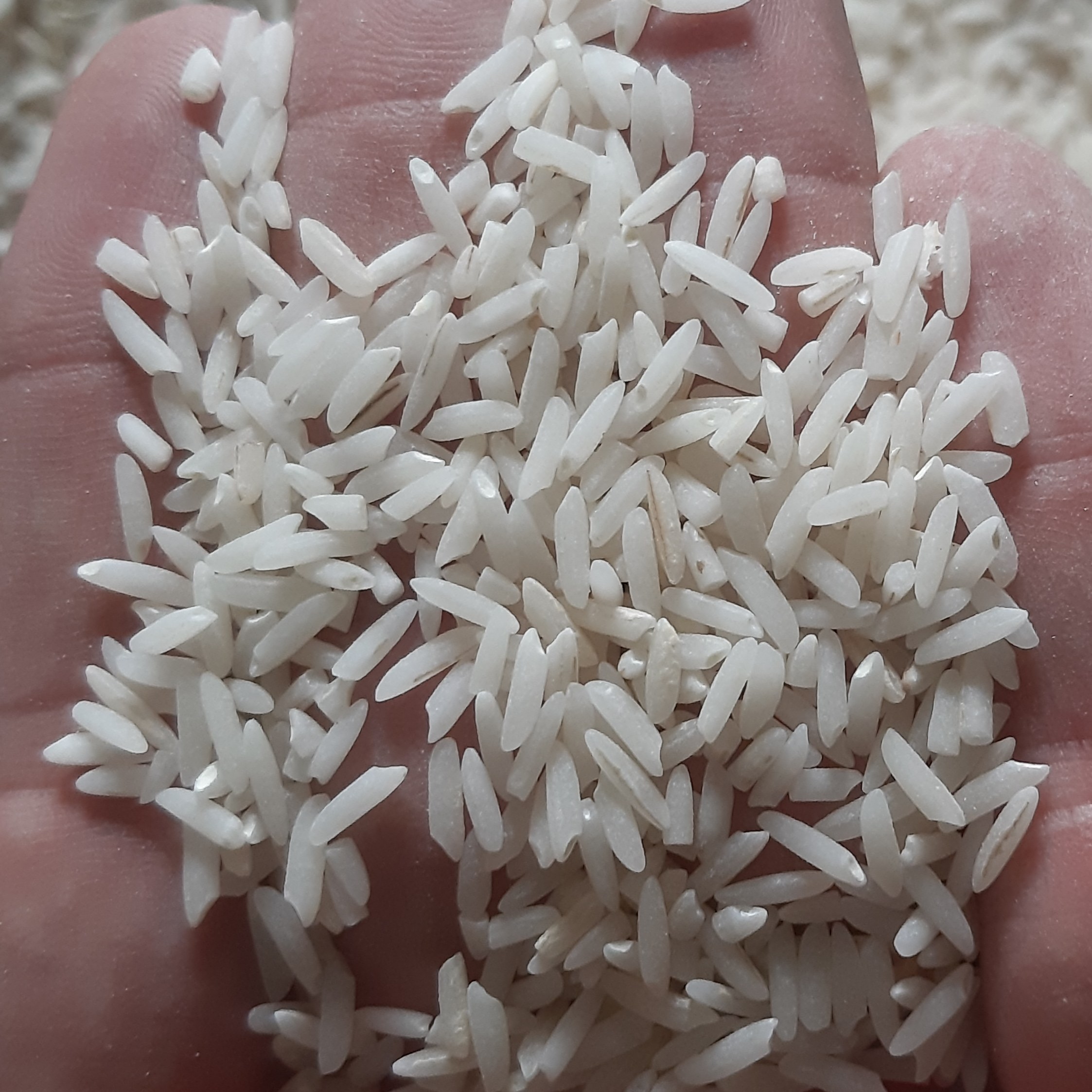 برنج طارم محلی معطر فریدونکنار در بسته بندی 10 کیلویی