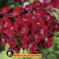 بذر گل قرنفل Barbarini سینجنتا