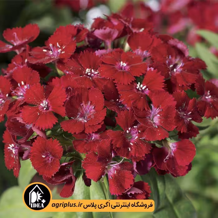 بذر گل قرنفل Barbarini سینجنتا