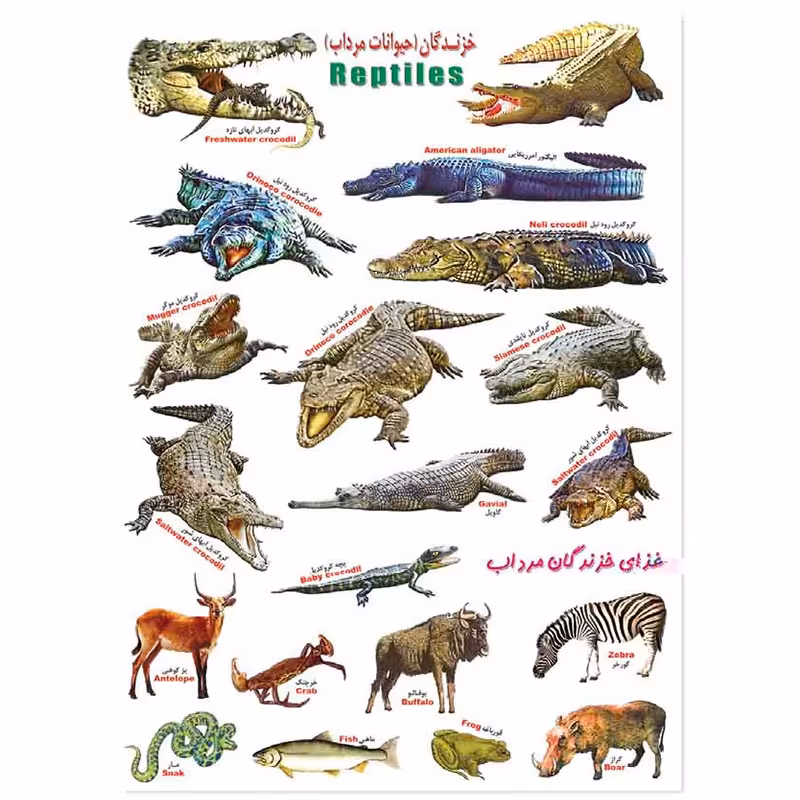 برچسب آموزشی خزندگان مرداب &ndash; قیمت و خرید | برایتو