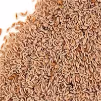 تخم شربتی اسفرزه  5 گرمی با طبع خنک( پیشنهاد خودمون)