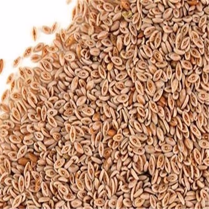 تخم شربتی اسفرزه  5 گرمی با طبع خنک( پیشنهاد خودمون)