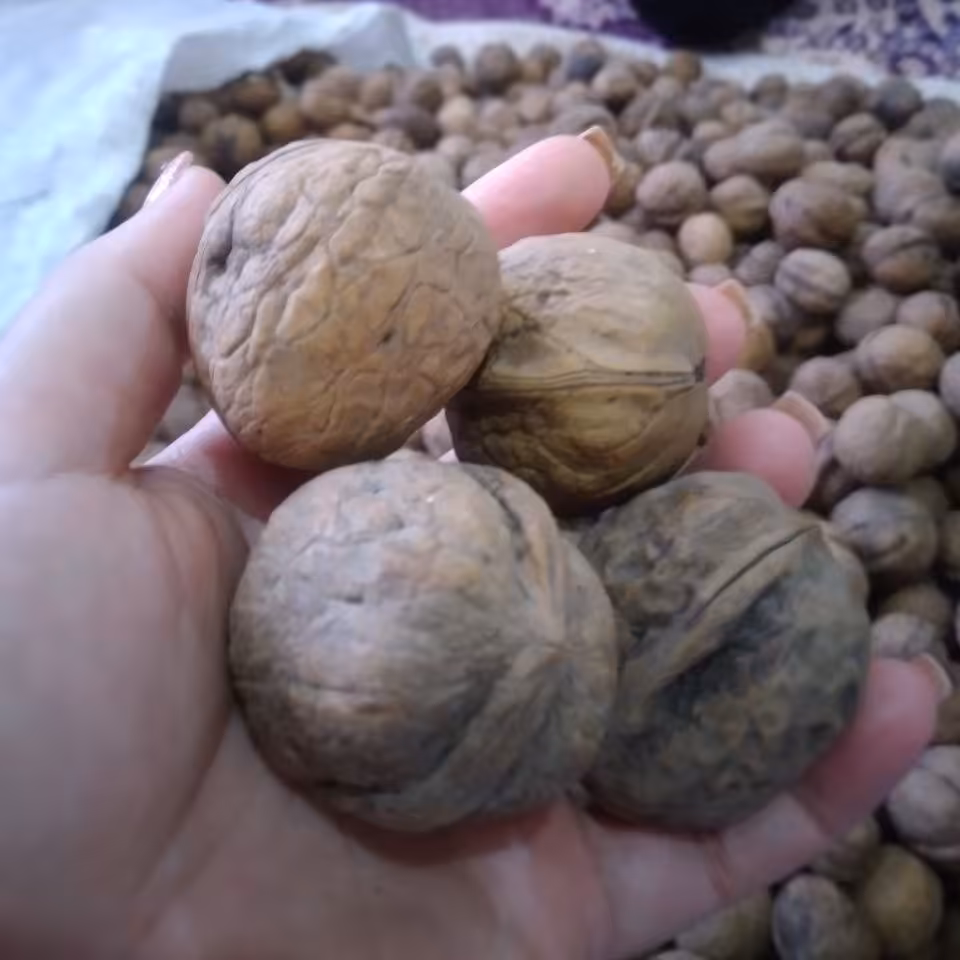 گردو پرچرب و پوست کاغذی  دیلمان گیلان،نیم کیلویی محصول  1402