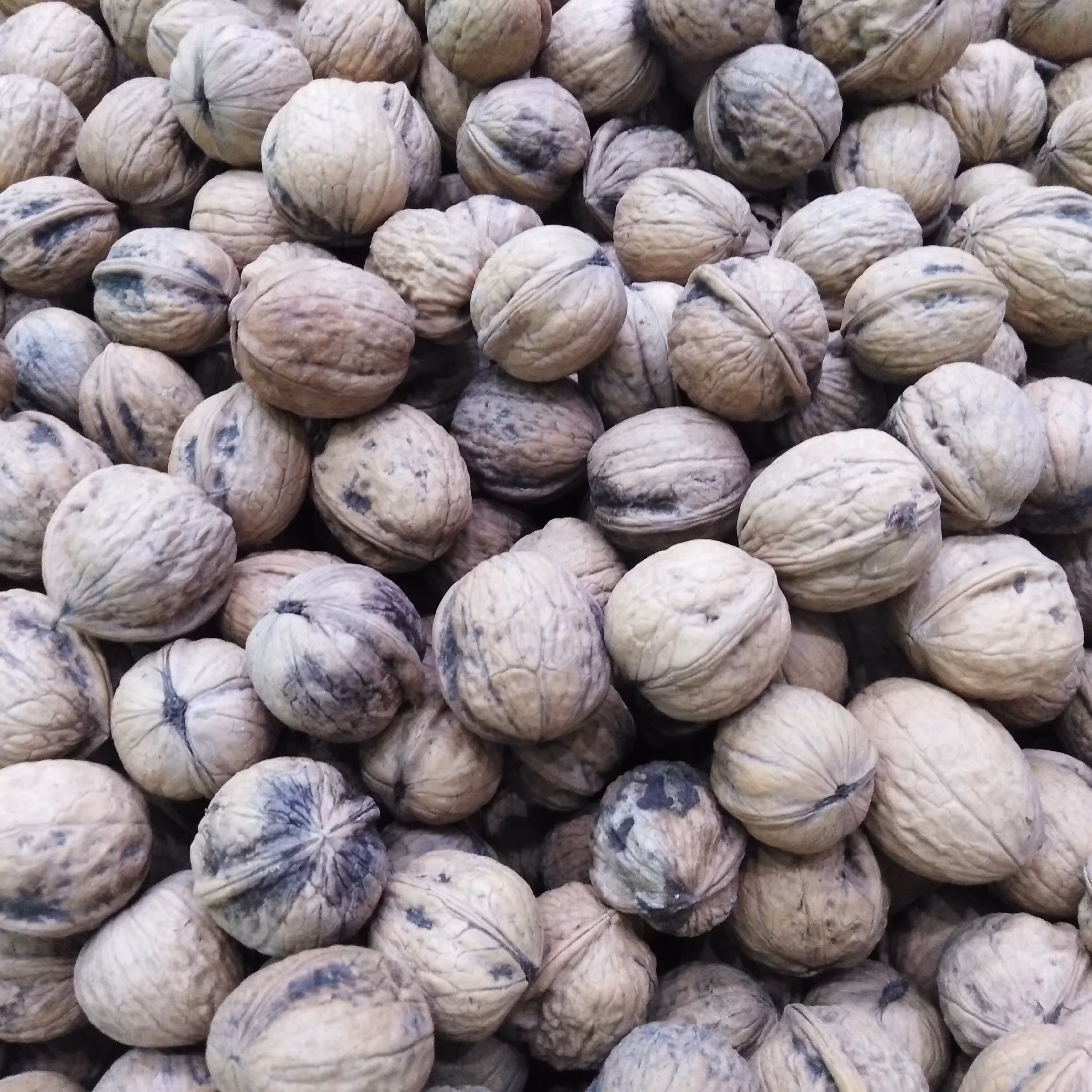 گردو سایز متوسط و ریز تضمین کیفیت