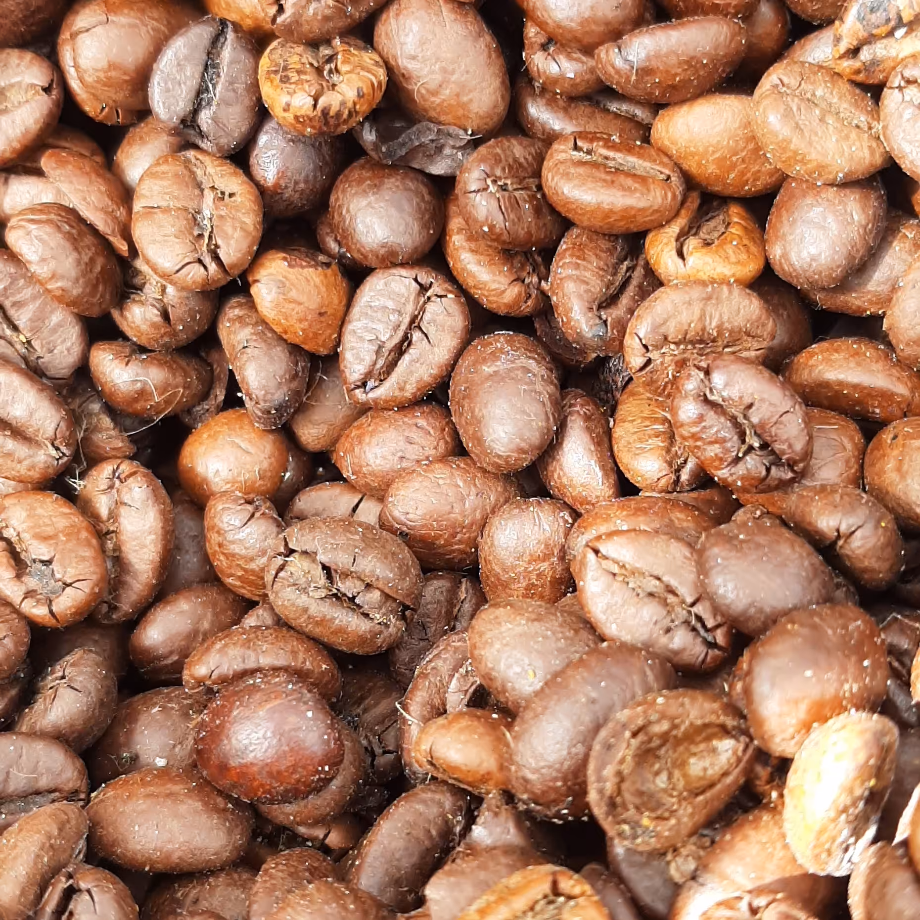 دانه قهوه یک کیلو  آسیاب نشده ترکیبی عربیکا و روبوستا دان فله