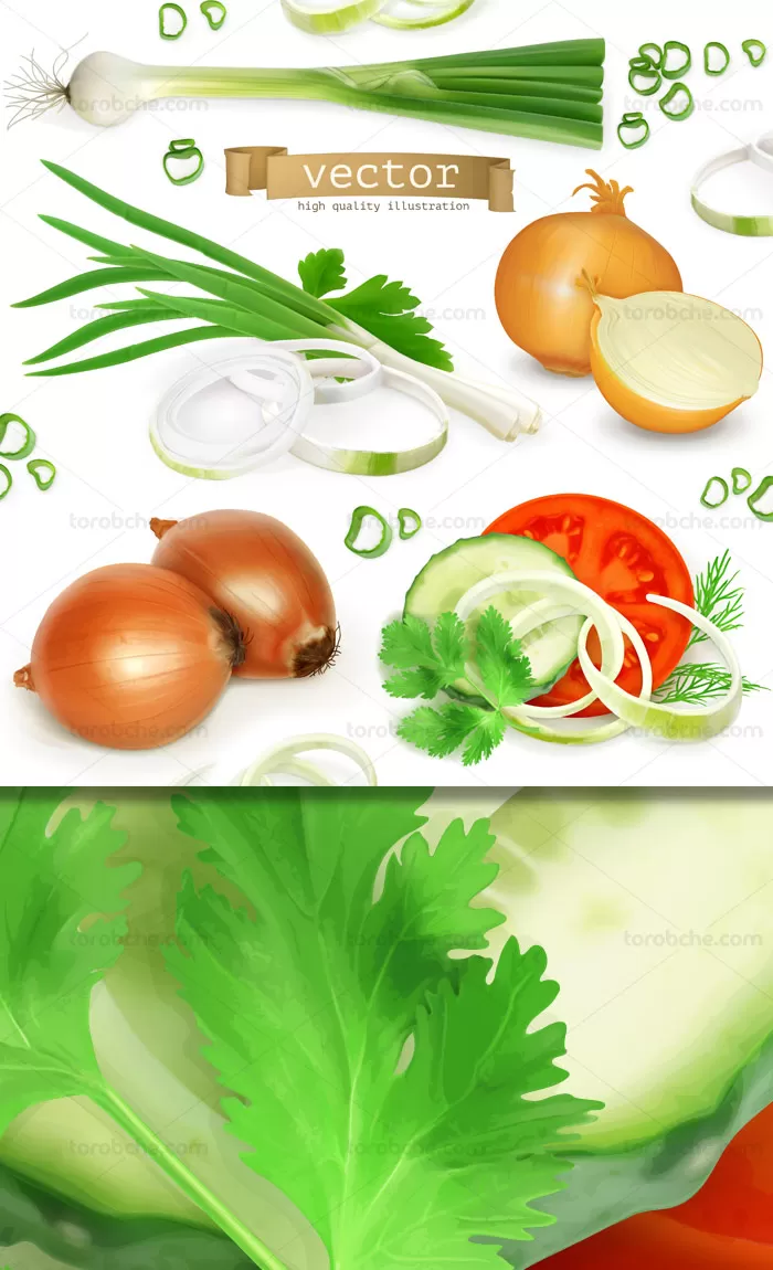 وکتور طرح سبزیجات پیاز، موسیر، پیازچه، گوجه - گرافیک با طعم تربچه