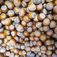 فندق تازه 1 کیلویی با ارسال رایگان