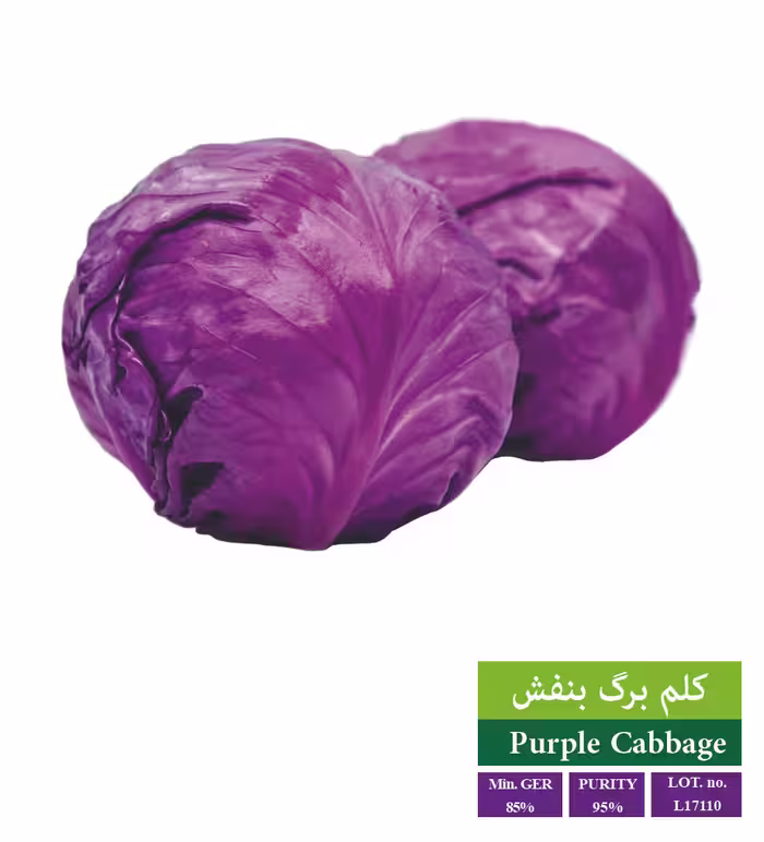 بذر کلم برگ بنفش - بذر طلایی رویان