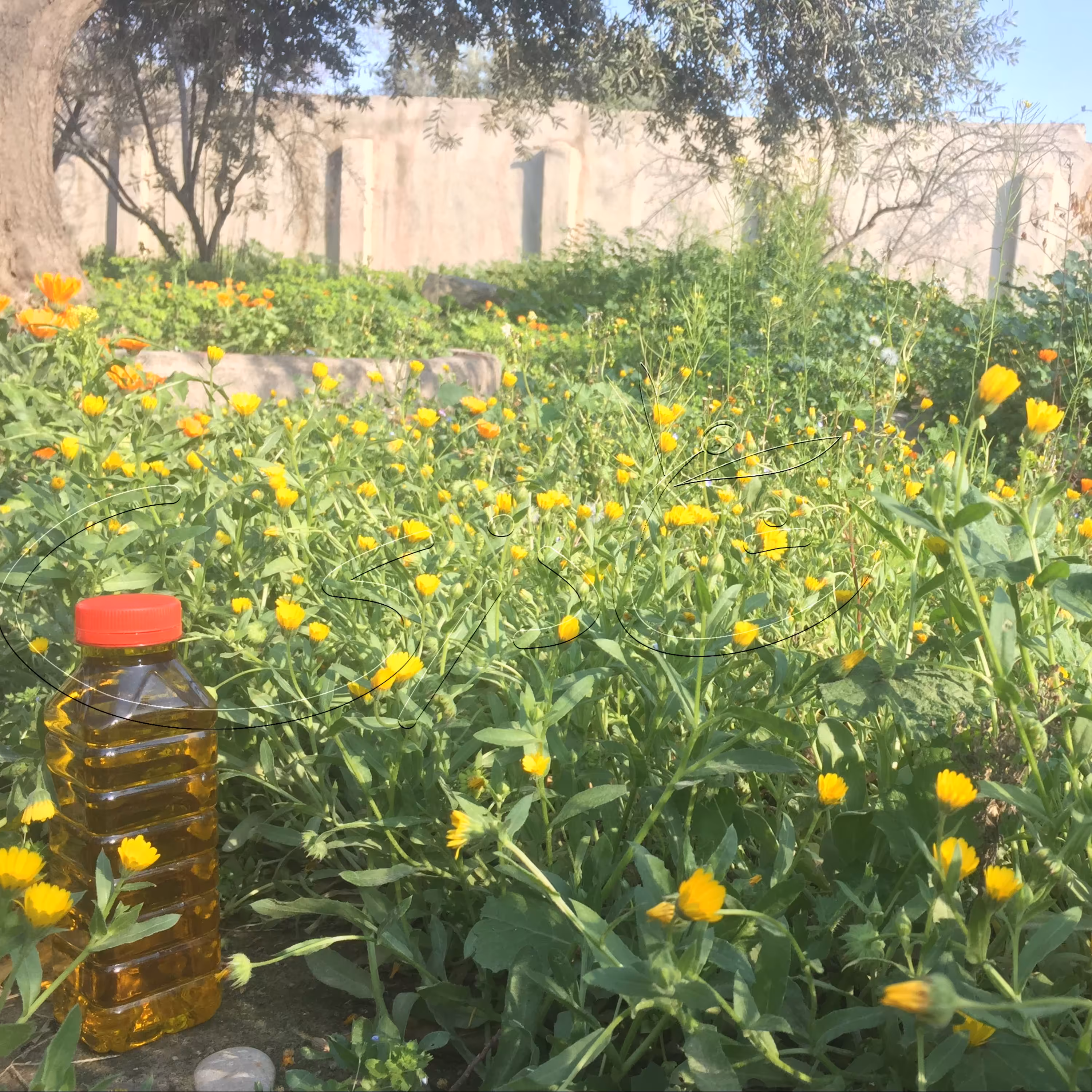 روغن زیتون بکر (نیم لیتری)، از برداشت زیتون 1402