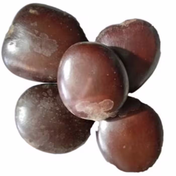 دانه گیاهی کمر   (500 گرمی )