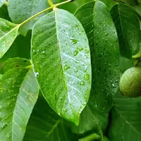 عرق برگ گردو سنتی محسن - یک لیتر