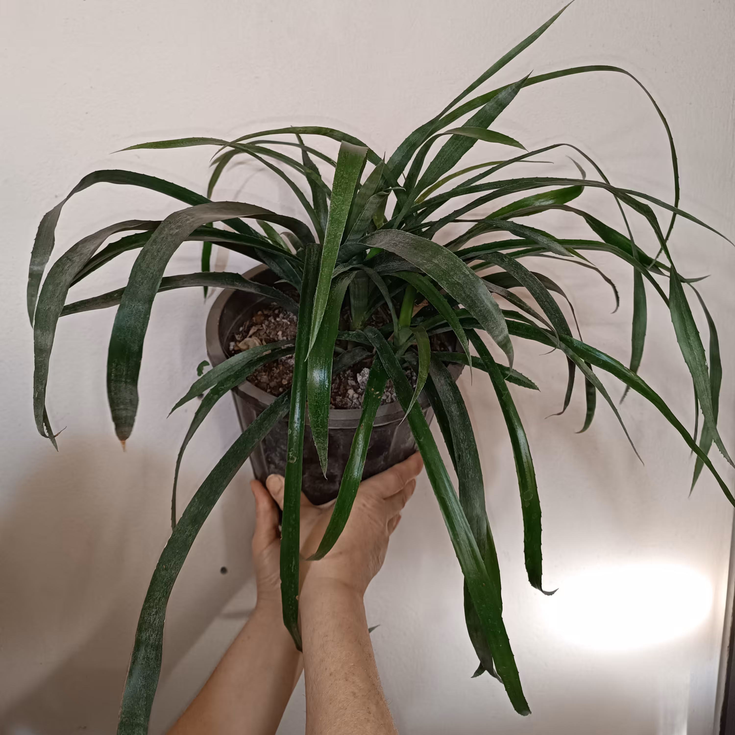 گل بیلبرجیا(گل صورتی)