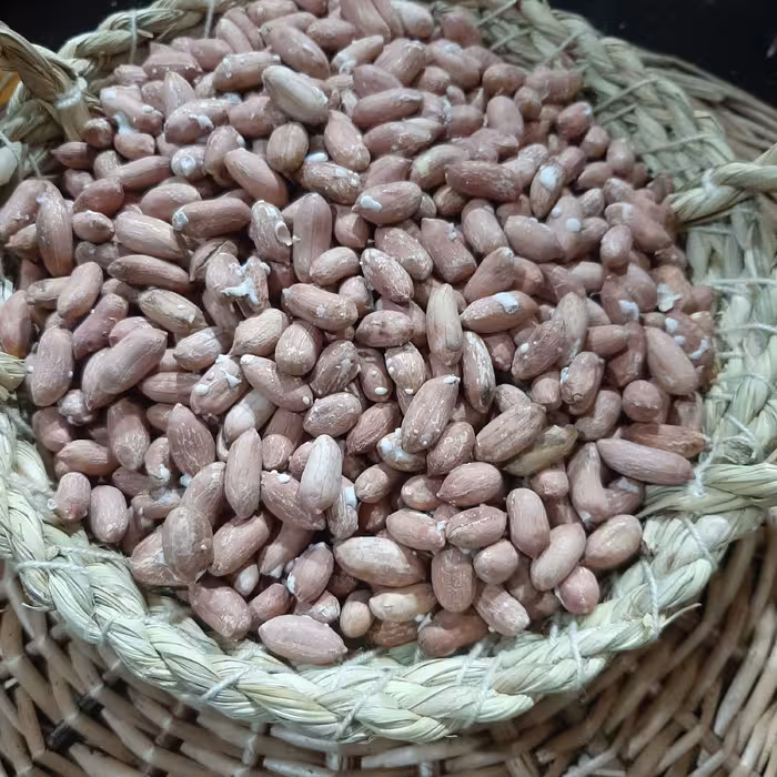 بادام زمینی متوسط محصول 1403  درجه 2 (پس کرایه)