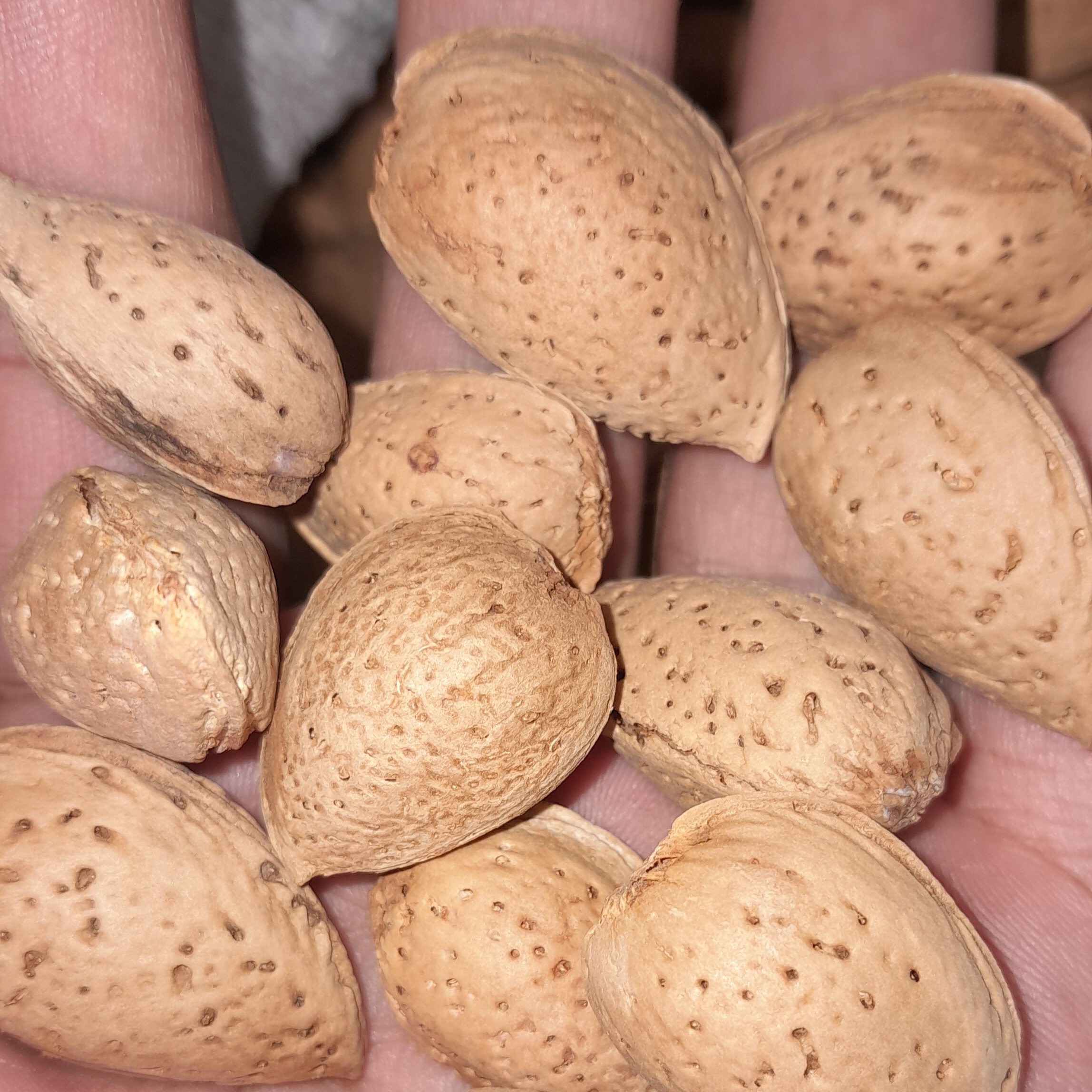 بادام درختی توپر