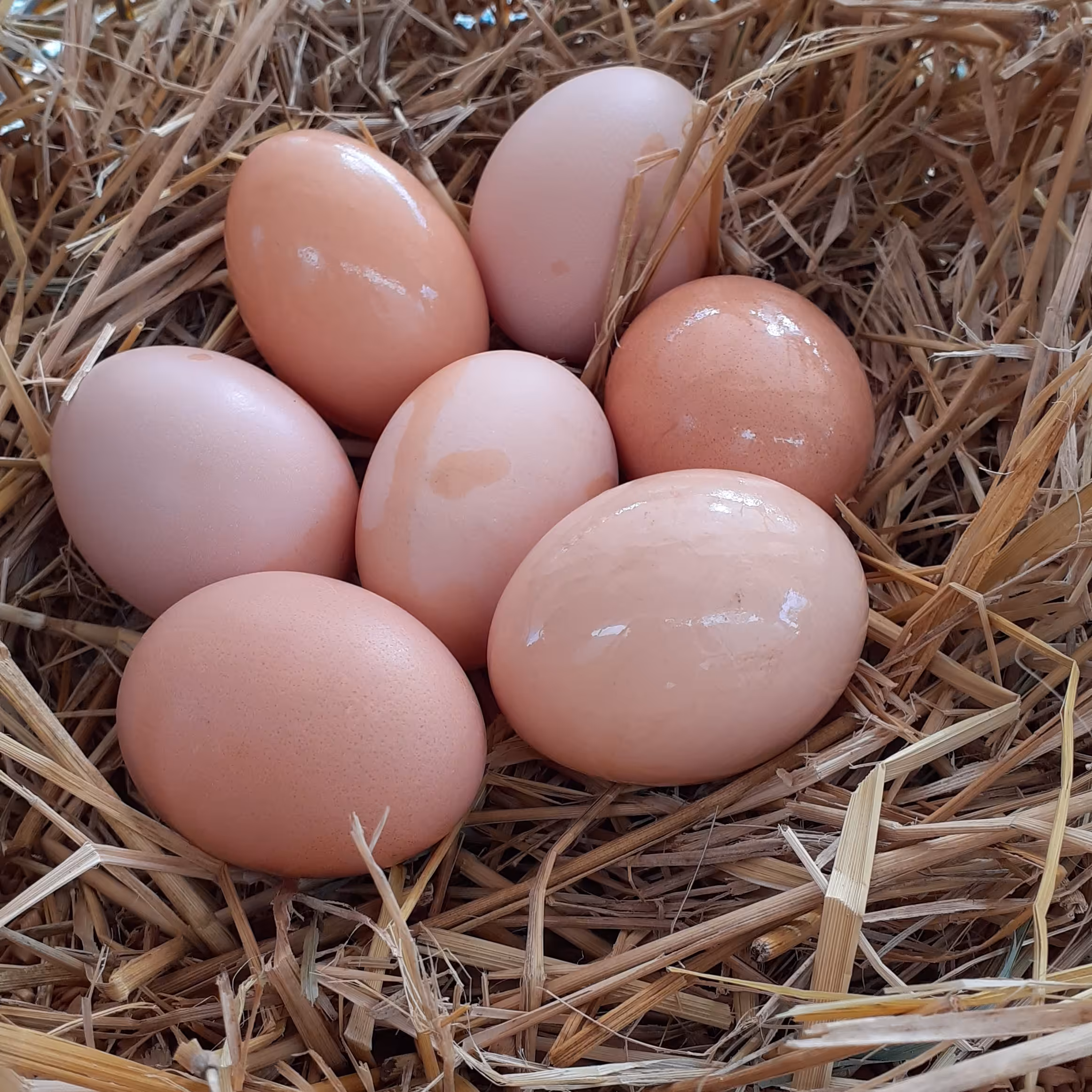 تخم مرغ محلی ارسال از شمال 