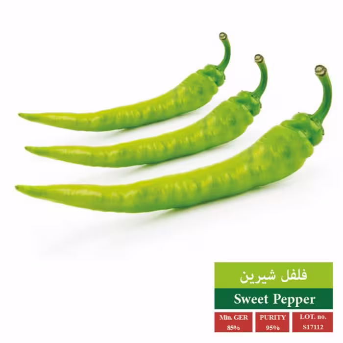 بذر فلفل شیرین قلمی بذر طلایی رویان 
