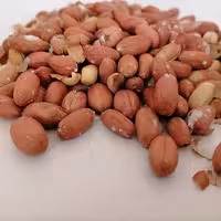 مغز بادام زمینی ترد آستانه