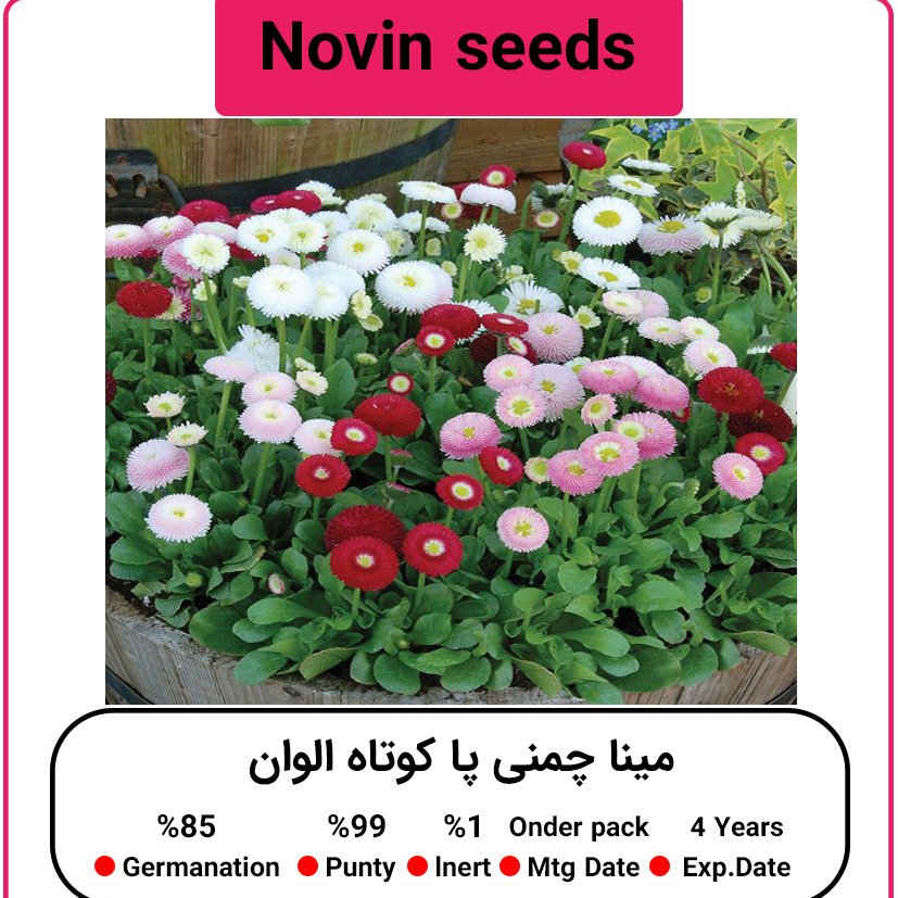 بذر گل مینا چمنی پاکوتاه الوان
