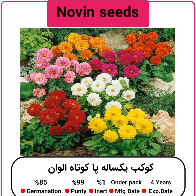 بذر گل کوکب یکساله پاکوتاه الوان